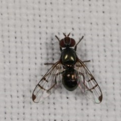 Rivellia sp. (genus) (Signal fly) at Forde, ACT - 6 Nov 2020 by kasiaaus