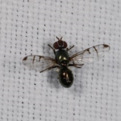 Rivellia sp. (genus) at Forde, ACT - 6 Nov 2020