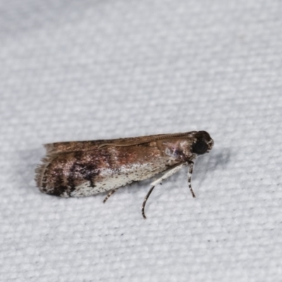 Creobota apodectum (a Phycitinae moth) at Goorooyarroo NR (ACT) - 6 Nov 2020 by kasiaaus