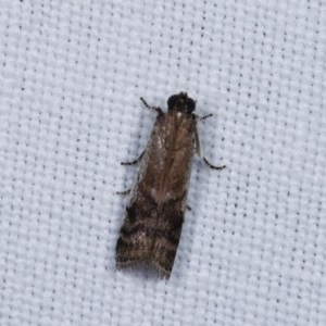 Creobota apodectum at Forde, ACT - 6 Nov 2020