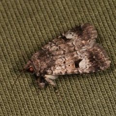 Thoracolopha verecunda (A Noctuid moth (Acronictinae)) at Goorooyarroo NR (ACT) - 6 Nov 2020 by kasiaaus