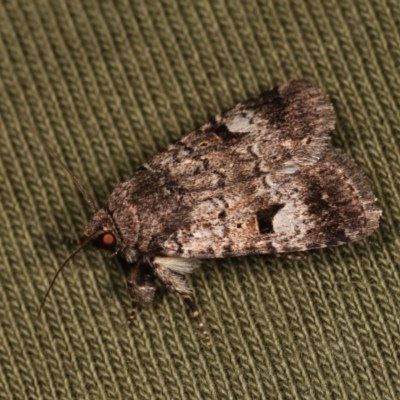 Thoracolopha verecunda (A Noctuid moth (Acronictinae)) at Forde, ACT - 6 Nov 2020 by kasiaaus