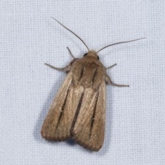 Leucania diatrecta (A Noctuid moth) at Goorooyarroo NR (ACT) - 6 Nov 2020 by kasiaaus