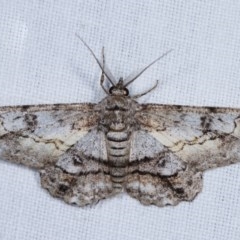 Cleora (genus) (A Looper Moth) at Goorooyarroo NR (ACT) - 6 Nov 2020 by kasiaaus