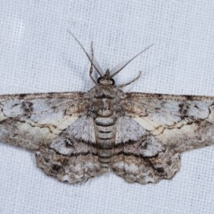 Cleora (genus) at Forde, ACT - 6 Nov 2020