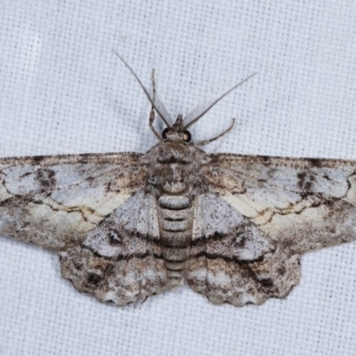Cleora (genus) (A Looper Moth) at Goorooyarroo NR (ACT) - 6 Nov 2020 by kasiaaus