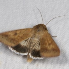 Helicoverpa punctigera (Native Budworm) at Forde, ACT - 6 Nov 2020 by kasiaaus