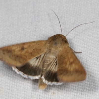Helicoverpa punctigera (Native Budworm) at Goorooyarroo NR (ACT) - 6 Nov 2020 by kasiaaus