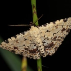 Sandava scitisignata (A noctuid moth) at Goorooyarroo NR (ACT) - 6 Nov 2020 by kasiaaus