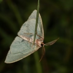 Chlorocoma (genus) (Emerald moth) at Goorooyarroo NR (ACT) - 6 Nov 2020 by kasiaaus