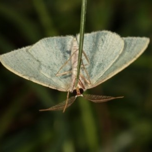 Chlorocoma (genus) at Forde, ACT - 6 Nov 2020