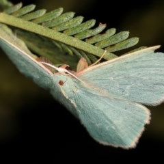 Chlorocoma (genus) at Forde, ACT - 6 Nov 2020 10:47 PM