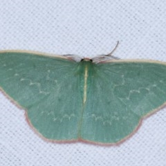 Chlorocoma dichloraria (Guenee's or Double-fringed Emerald) at Goorooyarroo NR (ACT) - 6 Nov 2020 by kasiaaus