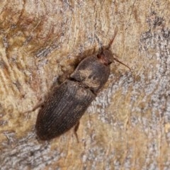 Agrypnus sp. (genus) (Rough click beetle) at Forde, ACT - 6 Nov 2020 by kasiaaus