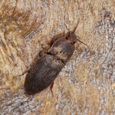 Agrypnus sp. (genus) (Rough click beetle) at Forde, ACT - 6 Nov 2020 by kasiaaus
