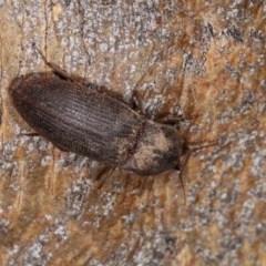 Agrypnus sp. (genus) at Forde, ACT - 6 Nov 2020 10:53 PM