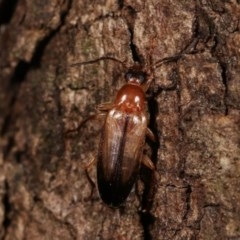 Hemicistela discoidalis (Comb-clawed beetle) at Forde, ACT - 6 Nov 2020 by kasiaaus