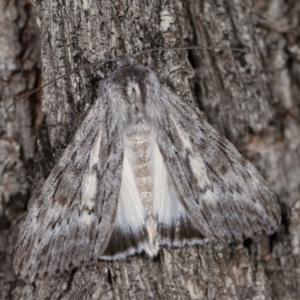 Capusa senilis at Forde, ACT - 6 Nov 2020