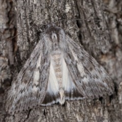Capusa senilis (Black-banded Wedge-moth) at Forde, ACT - 6 Nov 2020 by kasiaaus
