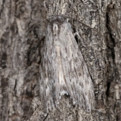 Capusa senilis at Forde, ACT - 6 Nov 2020