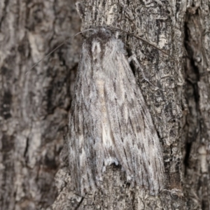 Capusa senilis at Forde, ACT - 6 Nov 2020 10:59 PM