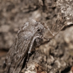 Capusa senilis at Forde, ACT - 6 Nov 2020 10:59 PM