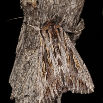 Persectania ewingii (Southern Armyworm) at Goorooyarroo NR (ACT) - 6 Nov 2020 by kasiaaus