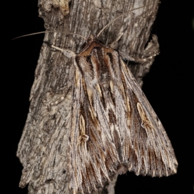 Persectania ewingii (Southern Armyworm) at Forde, ACT - 6 Nov 2020 by kasiaaus