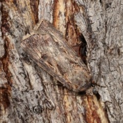 Persectania (genus) (A Noctuid moth) at Goorooyarroo NR (ACT) - 6 Nov 2020 by kasiaaus