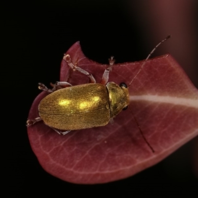 Edusella puberula (Leaf beetle) at Goorooyarroo NR (ACT) - 6 Nov 2020 by kasiaaus