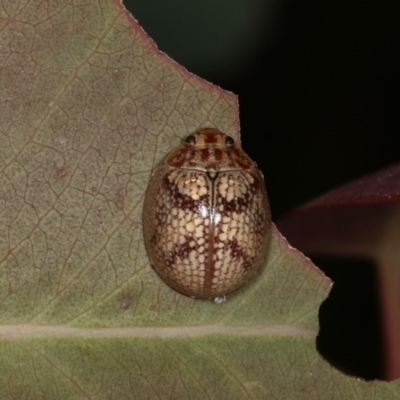 Paropsisterna laesa species complex (Laesa leaf beetle) at Forde, ACT - 6 Nov 2020 by kasiaaus