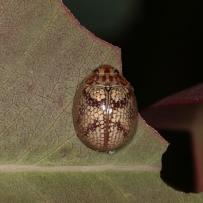 Paropsisterna laesa (Laesa leaf beetle) at Goorooyarroo NR (ACT) - 6 Nov 2020 by kasiaaus
