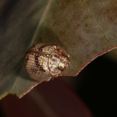 Paropsisterna laesa species complex at Forde, ACT - 6 Nov 2020