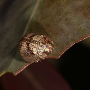 Paropsisterna laesa species complex at Forde, ACT - 6 Nov 2020