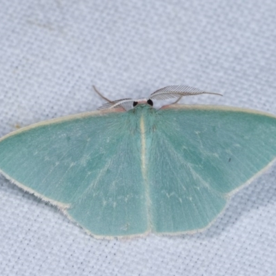 Chlorocoma melocrossa (Cream-fringed Emerald) at Goorooyarroo NR (ACT) - 6 Nov 2020 by kasiaaus