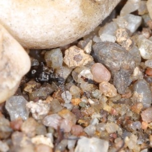 Mecynotarsus sp. (genus) at Molonglo River Reserve - 1 Nov 2020