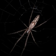Tetragnatha demissa (Crouching Long-jawed Spider) at Forde, ACT - 6 Nov 2020 by kasiaaus
