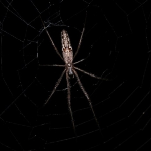 Tetragnatha demissa at Forde, ACT - 6 Nov 2020 11:14 PM