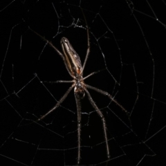 Tetragnatha demissa at Forde, ACT - 6 Nov 2020 11:14 PM