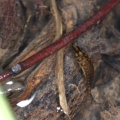 Dytiscidae (family) (Unidentified diving beetle) at Acton, ACT - 7 Nov 2020 by liuzhh22