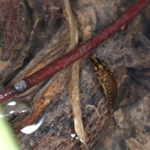 Dytiscidae (family) at Acton, ACT - 7 Nov 2020