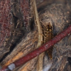 Dytiscidae (family) at Acton, ACT - 7 Nov 2020