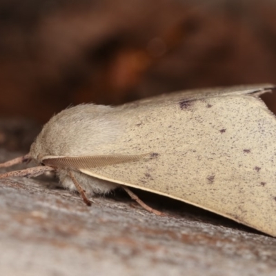 Arhodia lasiocamparia (Pink Arhodia (Oenochrominae)) at Forde, ACT - 6 Nov 2020 by kasiaaus