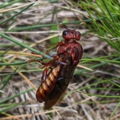 Perginae sp. (subfamily) (Unidentified pergine sawfly) at Cotter River, ACT - 8 Nov 2020 by MattM