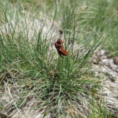 Perginae sp. (subfamily) at Cotter River, ACT - 8 Nov 2020