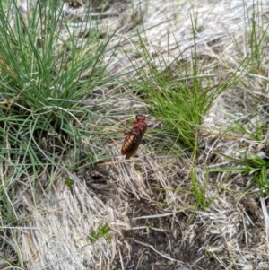 Perginae sp. (subfamily) at Cotter River, ACT - 8 Nov 2020