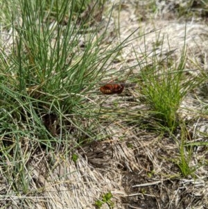 Perginae sp. (subfamily) at Cotter River, ACT - 8 Nov 2020