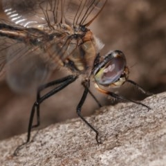 Hemicordulia tau (Tau Emerald) at Goorooyarroo NR (ACT) - 6 Nov 2020 by kasiaaus