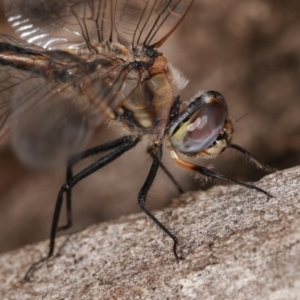 Hemicordulia tau at Forde, ACT - 6 Nov 2020 11:42 PM