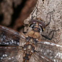 Hemicordulia tau at Forde, ACT - 6 Nov 2020 11:42 PM